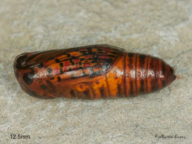  72.034 Crimson Speckled pupa 12.5mm Copyright Martin Evans 