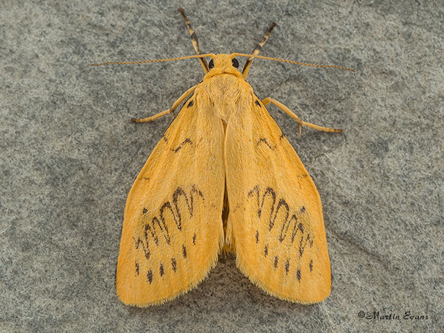  72.035 Rosy Footman form flava Copyright Martin Evans 