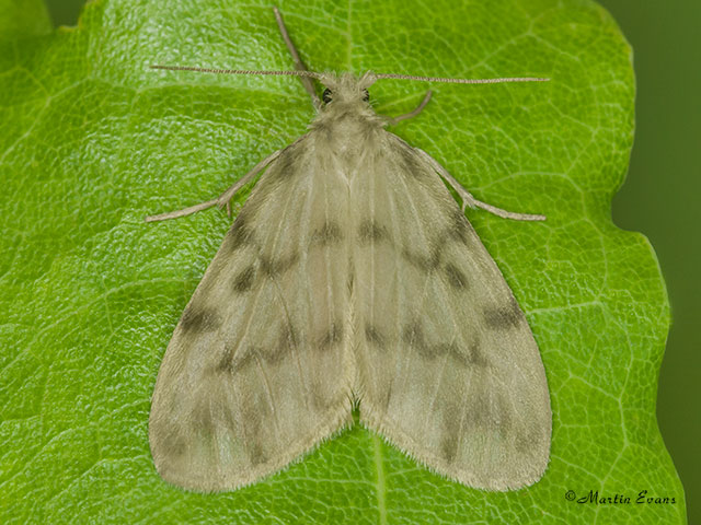  72.036 Muslin Footman Copyright Martin Evans 