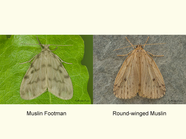  72.036 Muslin Footman and Round-winged Muslin Copyright Martin Evans 