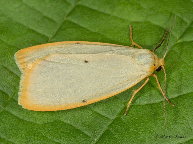  72.038 Four-dotted Footman Copyright Martin Evans 