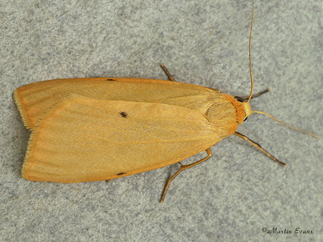  72.038 Four-dotted Footman orange f. Copyright Martin Evans 
