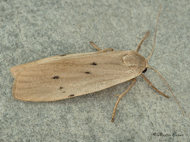  72.039 Dotted Footman Copyright Martin Evans 