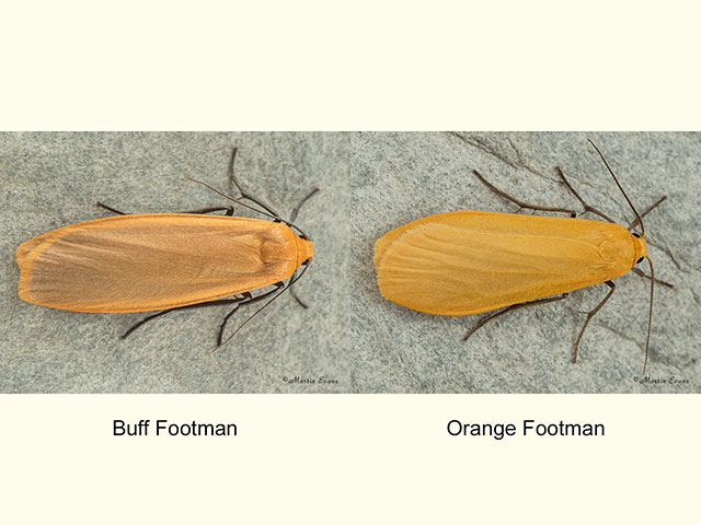  72.043 Buff Footman and Orange Footman Copyright Martin Evans 