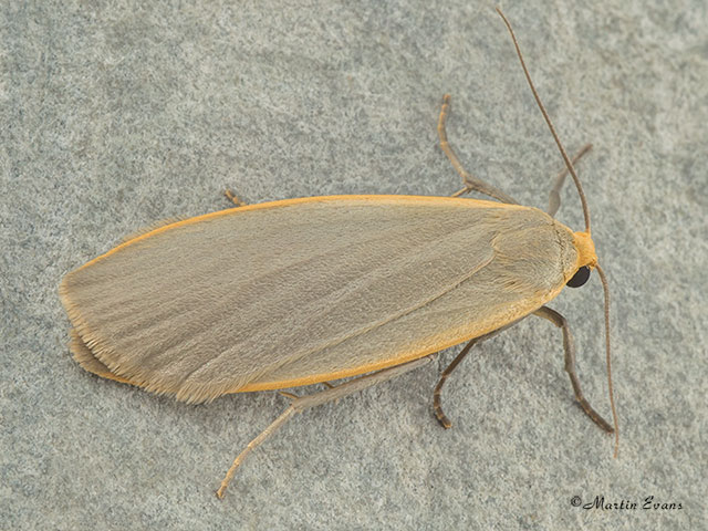  72.044 Dingy Footman Copyright Martin Evans 