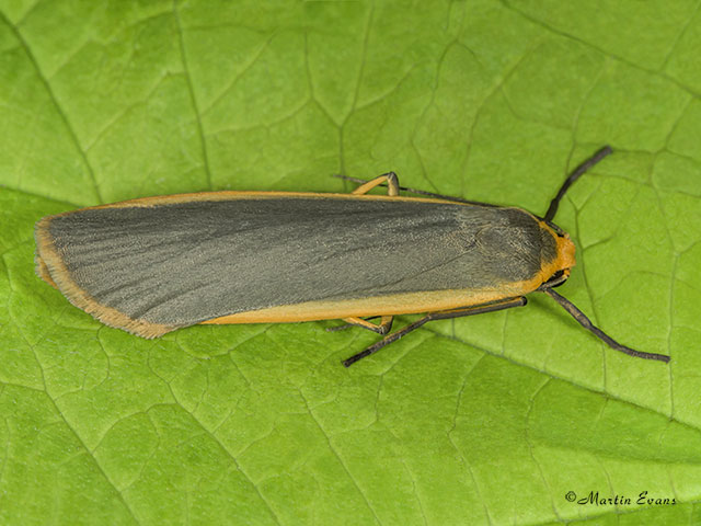  72.045 Common Footman Copyright Martin Evans 