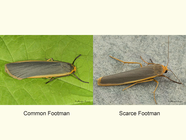  72.045 Common Footman and Scarce Footman Copyright Martin Evans 