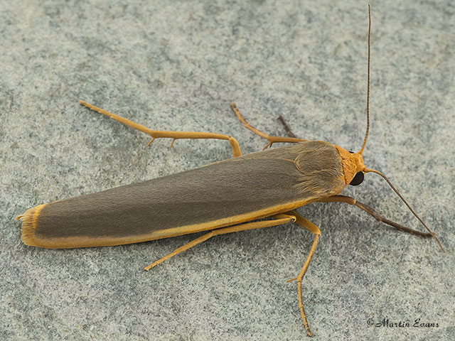  72.046 Scarce Footman Copyright Martin Evans 