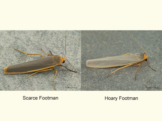  72.046 Scarce Footman and Hoary Footman Copyright Martin Evans 