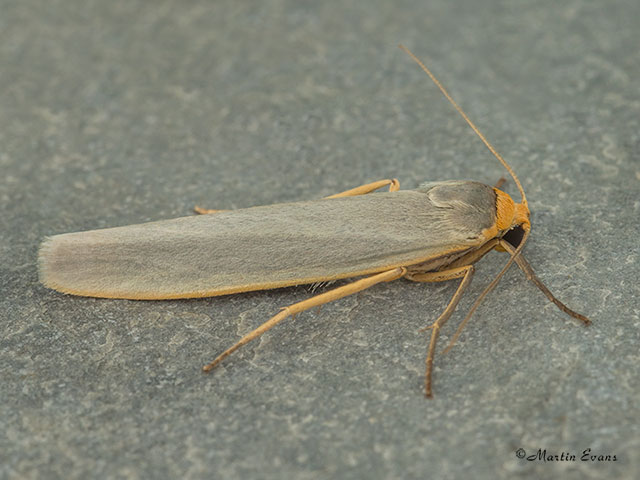  72.047 Hoary Footman Copyright Martin Evans 