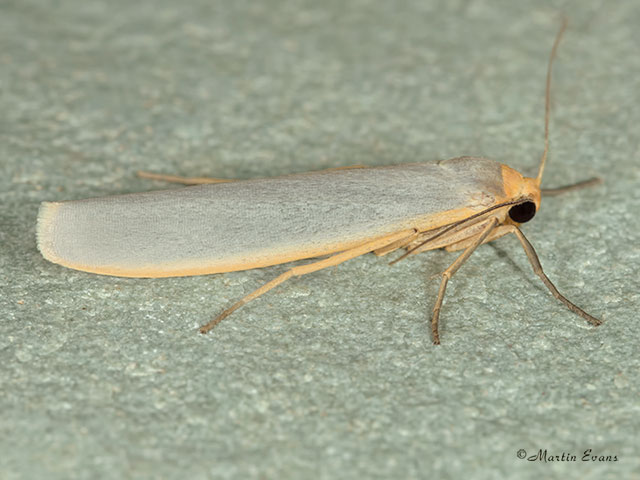  72.047 Hoary Footman Copyright Martin Evans 