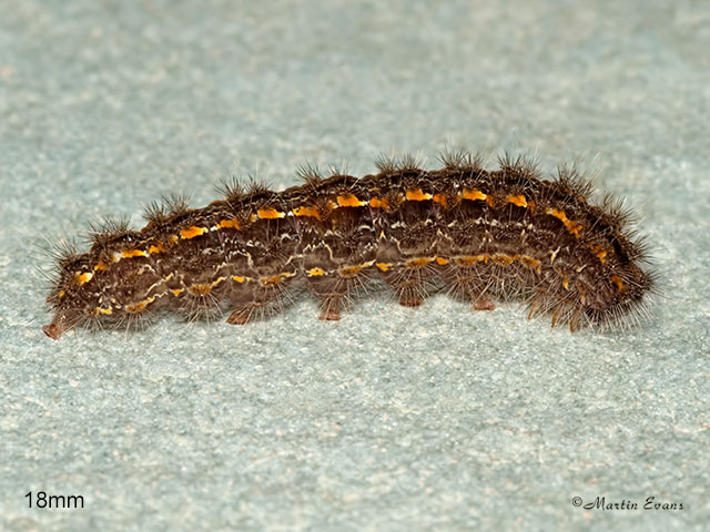  72.047 Hoary Footman larva 18mm Copyright Martin Evans 