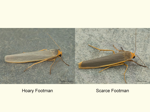  72.047 Hoary Footman and Scarce Footman Copyright Martin Evans 