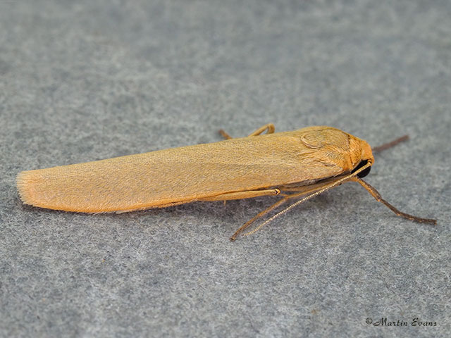  72.048 Pigmy Footman Copyright Martin Evans 