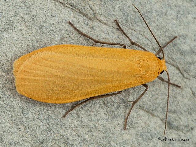  72.049 Orange Footman Copyright Martin Evans 