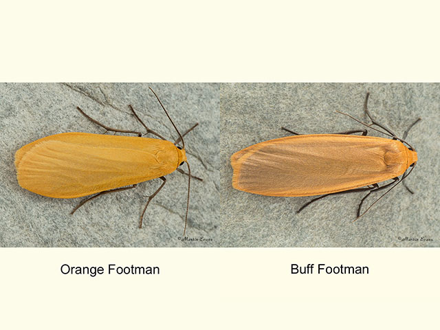  72.049 Orange Footman and Buff Footman Copyright Martin Evans 