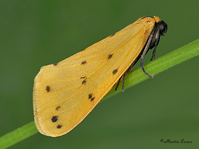  72.050 Dew Moth Copyright Martin Evans 