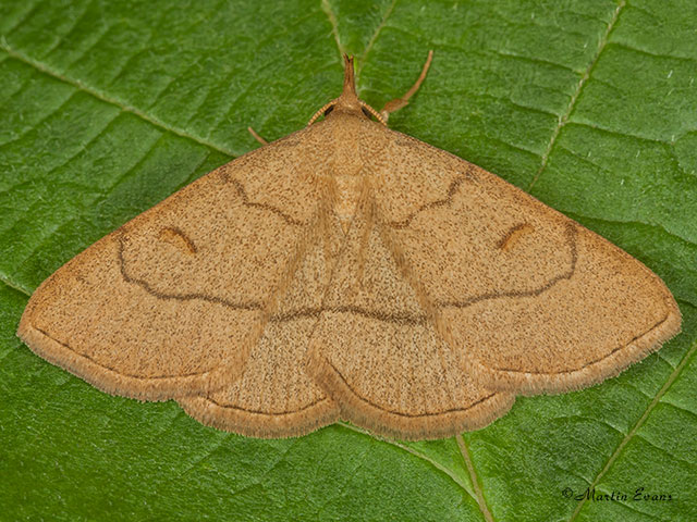  72.051 Clay Fan-foot Copyright Martin Evans 