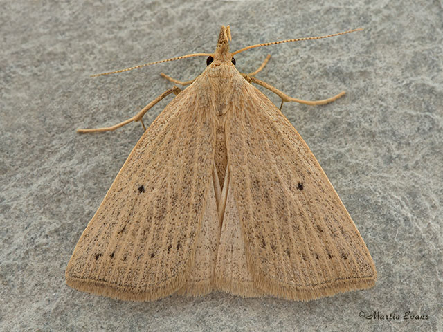  72.052 Dotted Fan-foot Copyright Martin Evans 