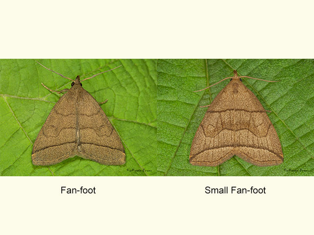 72.053 Fan-foot and Small Fan-foot Copyright Martin Evans 