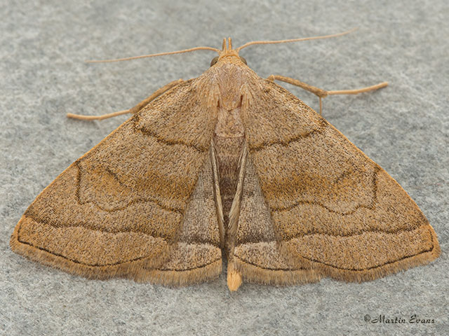  72.054 Shaded Fan-foot Copyright Martin Evans 