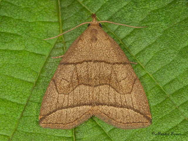  72.055 Small Fan-foot Copyright Martin Evans 
