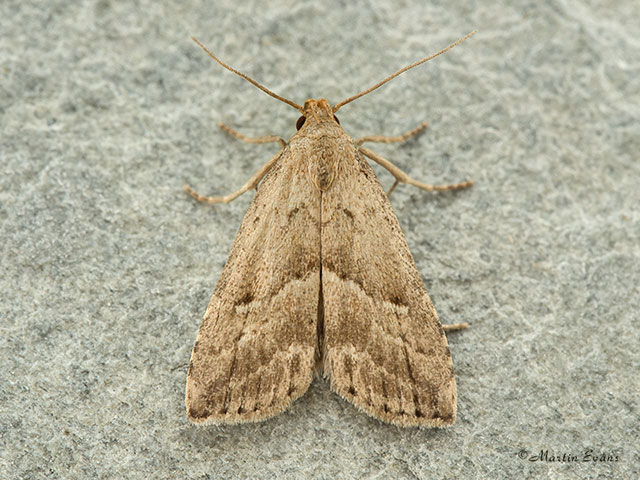  72.060 Marsh Oblique-barred Copyright Martin Evans 