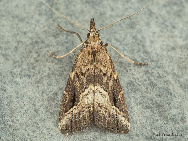  72.061 Pinion-streaked Snout Copyright Martin Evans 