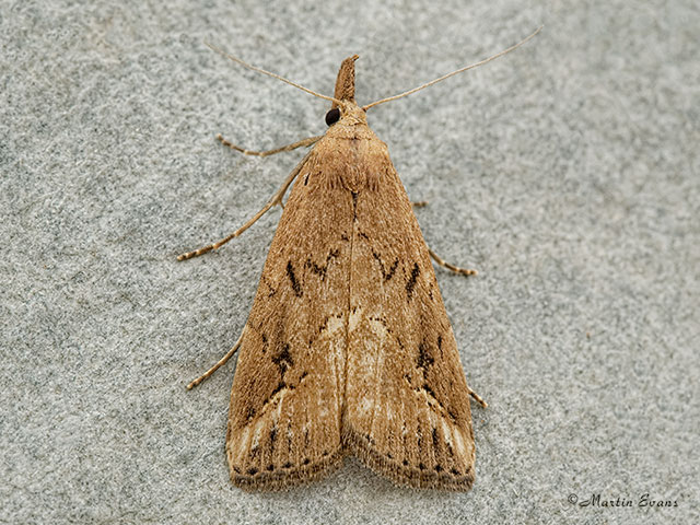  72.061 Pinion-streaked Snout Copyright Martin Evans 