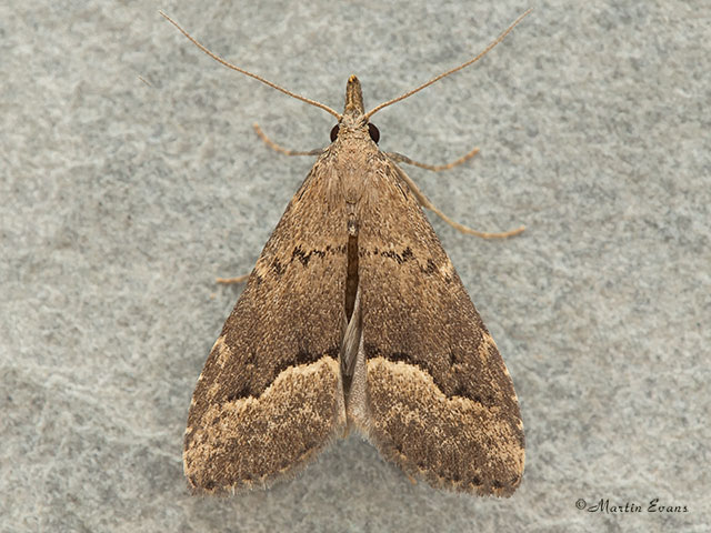 72.062 White-lined Snout Copyright Martin Evans 