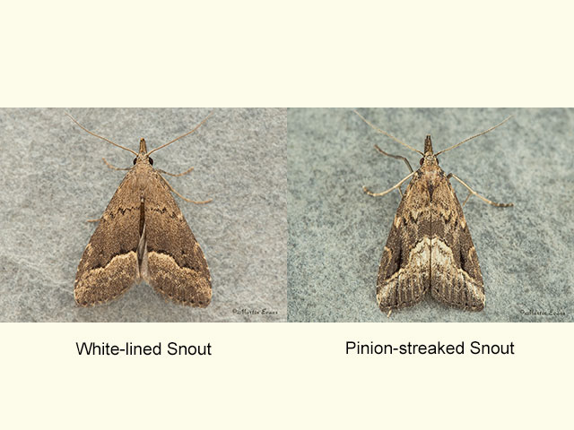  72.062 White-lined Snout and Pinion-streaked Snout Copyright Martin Evans 