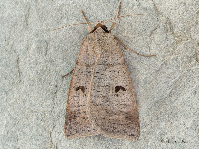  72.063 Blackneck Copyright Martin Evans 