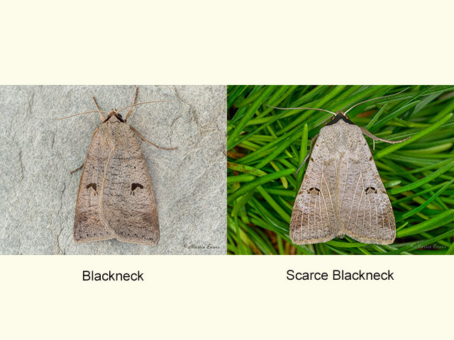  72.063 Blackneck and Scarce Blackneck Copyright Martin Evans 