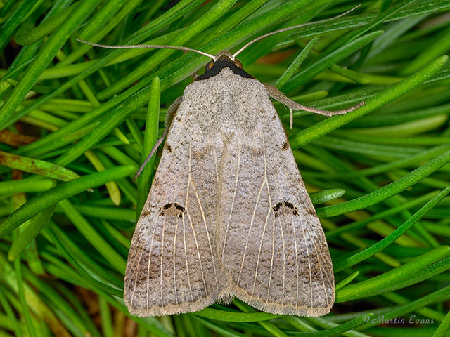  72.064 Scarce Blackneck Copyright Martin Evans 