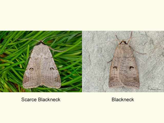  72.064 Scarce Blackneck and Blackneck Copyright Martin Evans 