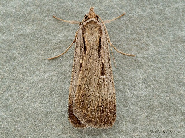  72.065 Levant Blackneck Copyright Martin Evans 