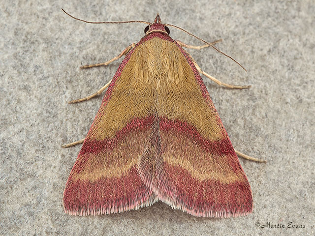  72.067 Small Purple-barred Copyright Martin Evans 