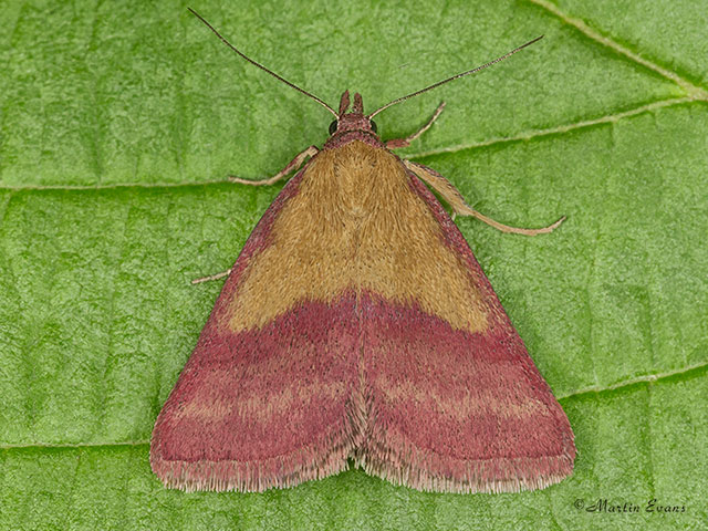  72.067 Small Purple-barred Copyright Martin Evans 