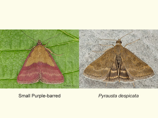  72.067 Small Purple-barred and Pyrausta cingulata Copyright Martin Evans 