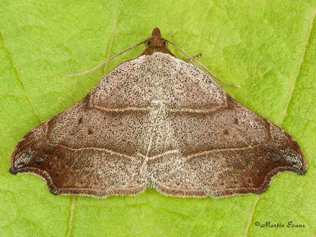  72.069 Beautiful Hook-tip Copyright Martin Evans 