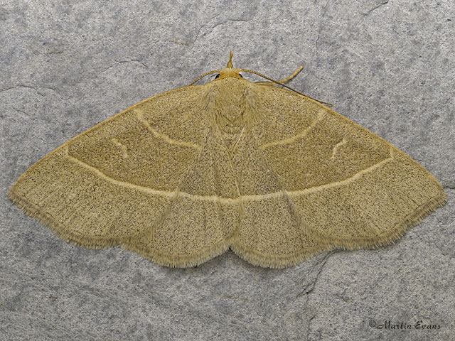  72.070 Olive Crescent Copyright Martin Evans 