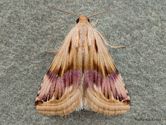  72.072 Purple Marbled Copyright Martin Evans 