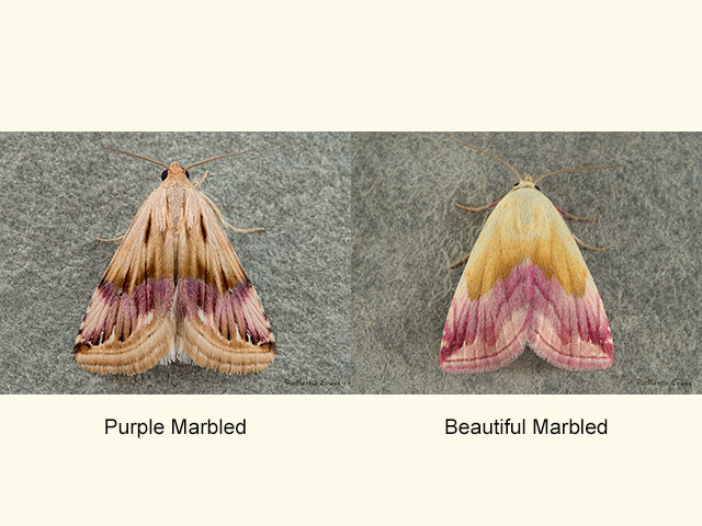  72.072 Purple Marbled and Beautiful Marbled Copyright Martin Evans 