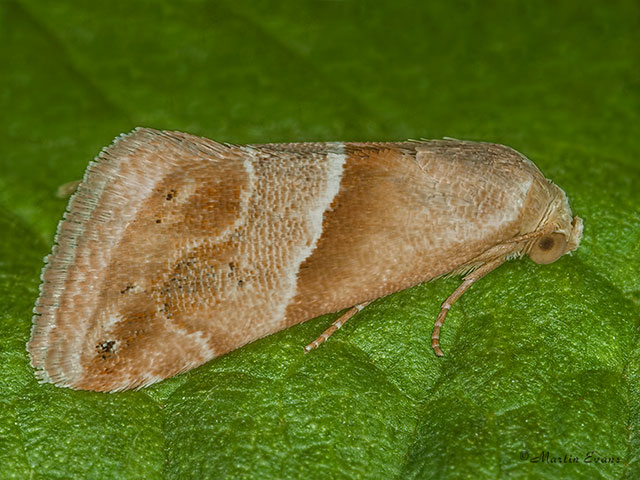  72.073 Small Marbled Copyright Martin Evans 