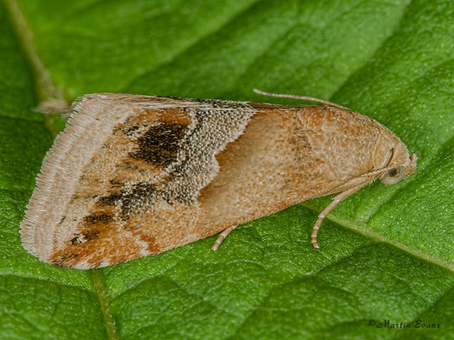  72.073 Small Marbled Copyright Martin Evans 