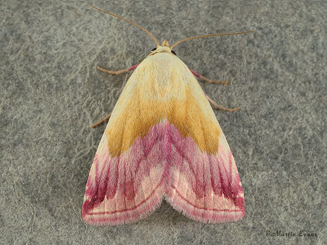  72.074 Beautiful Marbled Copyright Martin Evans 