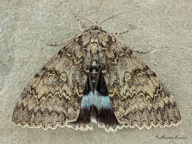  72.076 Clifden Nonpareil Copyright Martin Evans 