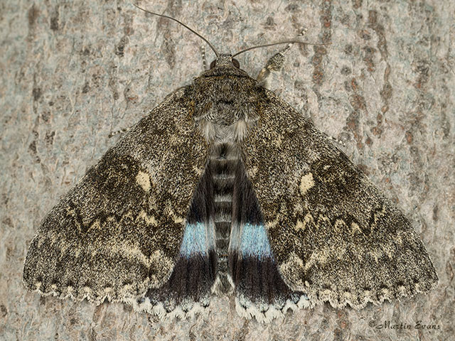  72.076 Clifden Nonpareil Copyright Martin Evans 