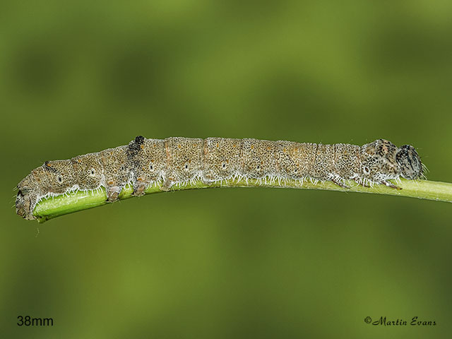  72.076 Clifden Nonpareil larva 38mm Copyright Martin Evans 