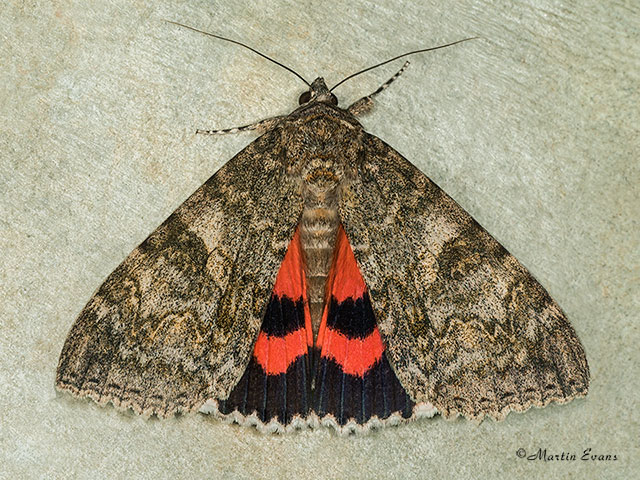  72.078 Red Underwing Copyright Martin Evans 